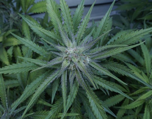 Candy Jungle Auto x Sonnenerde. Week 8