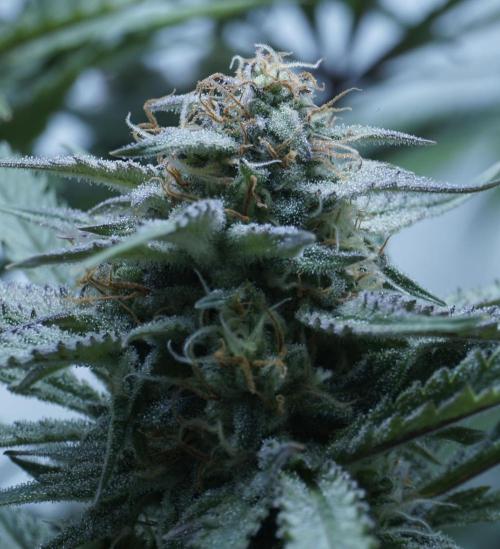Candy Jungle Auto x Sonnenerde. Week 8