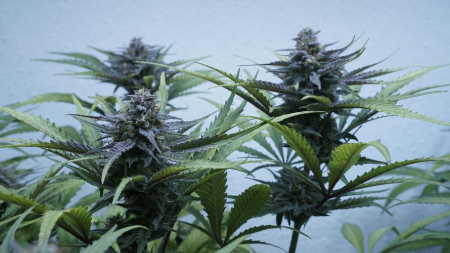 Candy Jungle Auto x Sonnenerde. Week 9