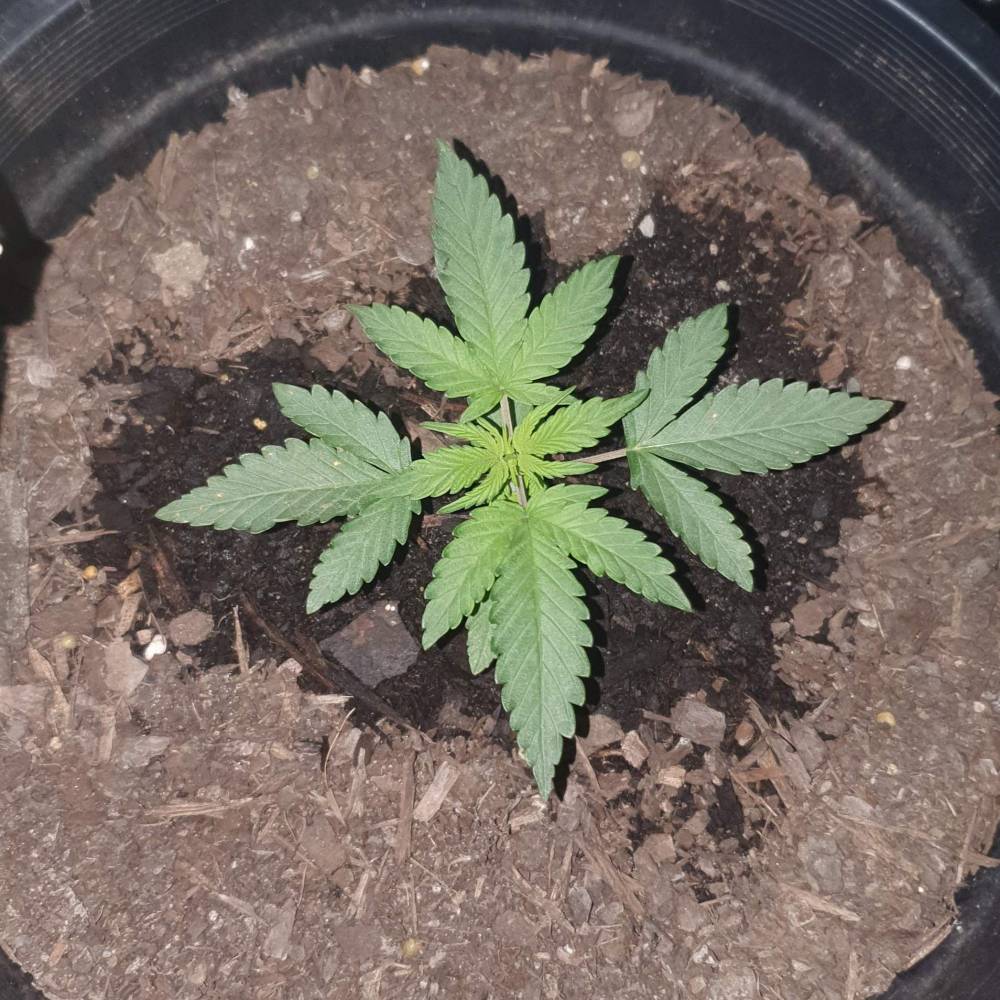 ILGM Girl Scout Cookies Extreme grow journal by slothster GrowDiaries