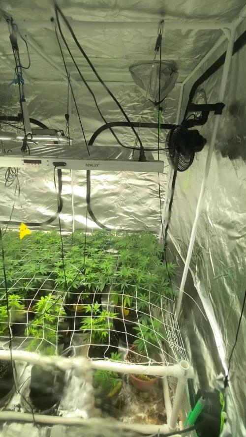 Crud Blowers Anonymous | Genius Juice