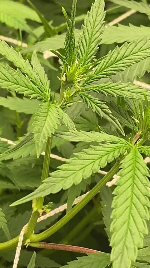 Crud Blowers Anonymous | Genius Juice