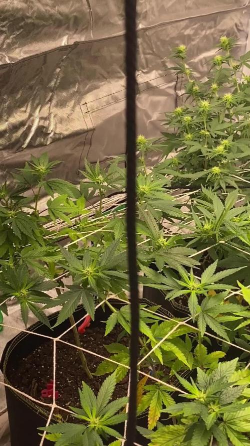 Crud Blowers Anonymous | Genius Juice