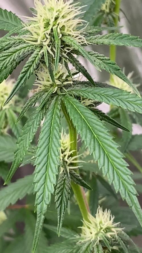 Crud Blowers Anonymous | Genius Juice