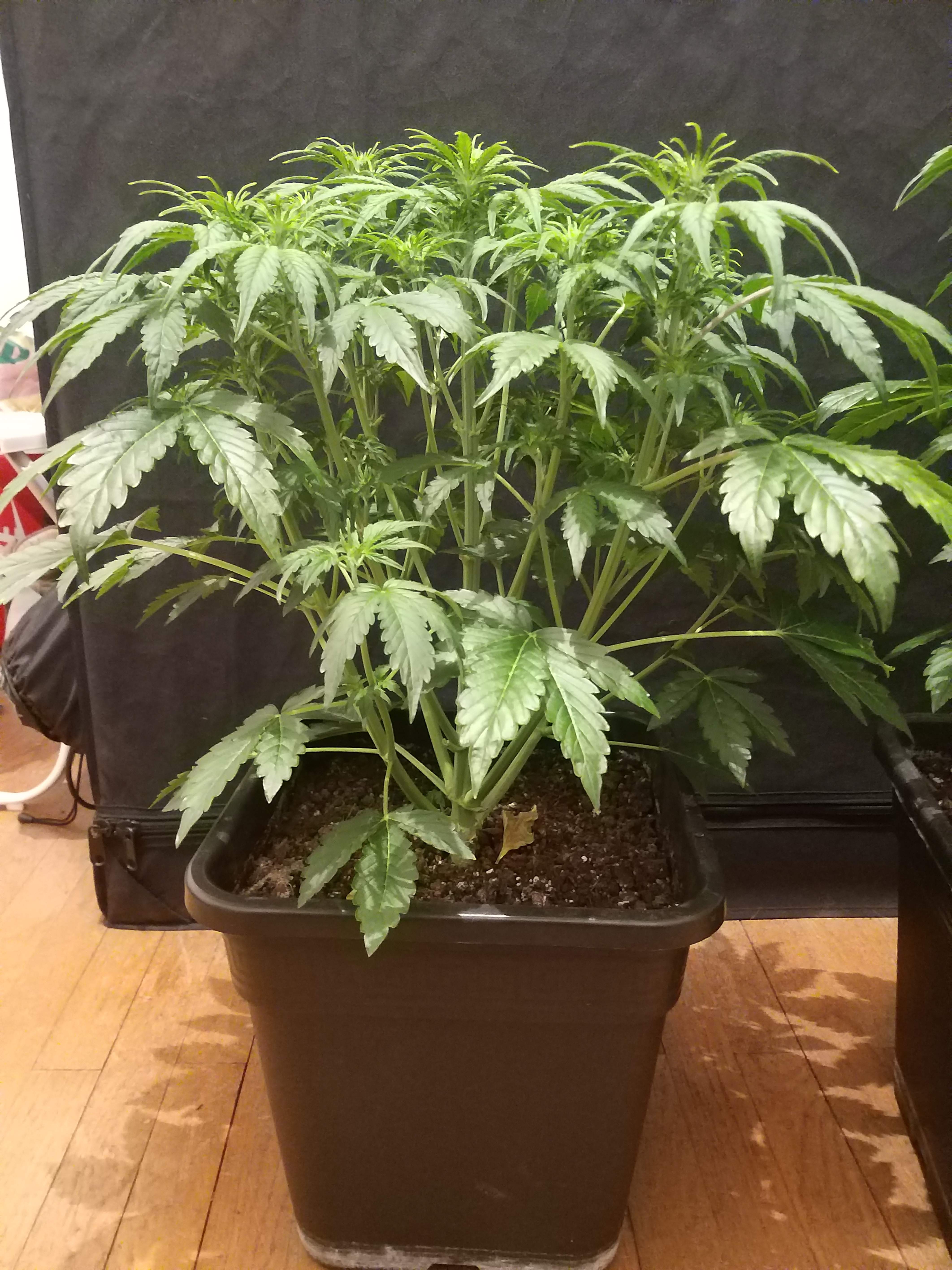 Dinafem Blue Cheese Autoflowering grow diary (journal) week4 by mr