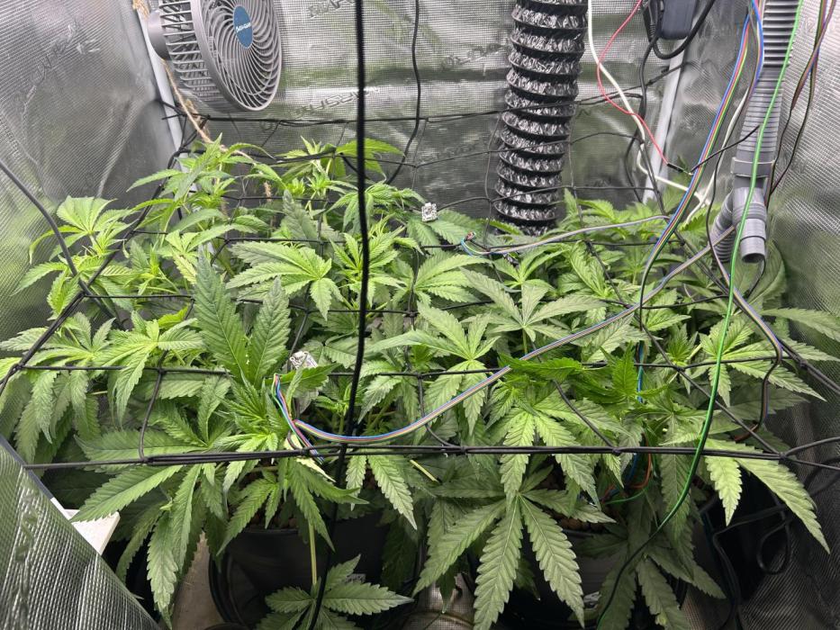 Purple Berry Muffinz - Indoor. Week 9 - The left stretching crazy 