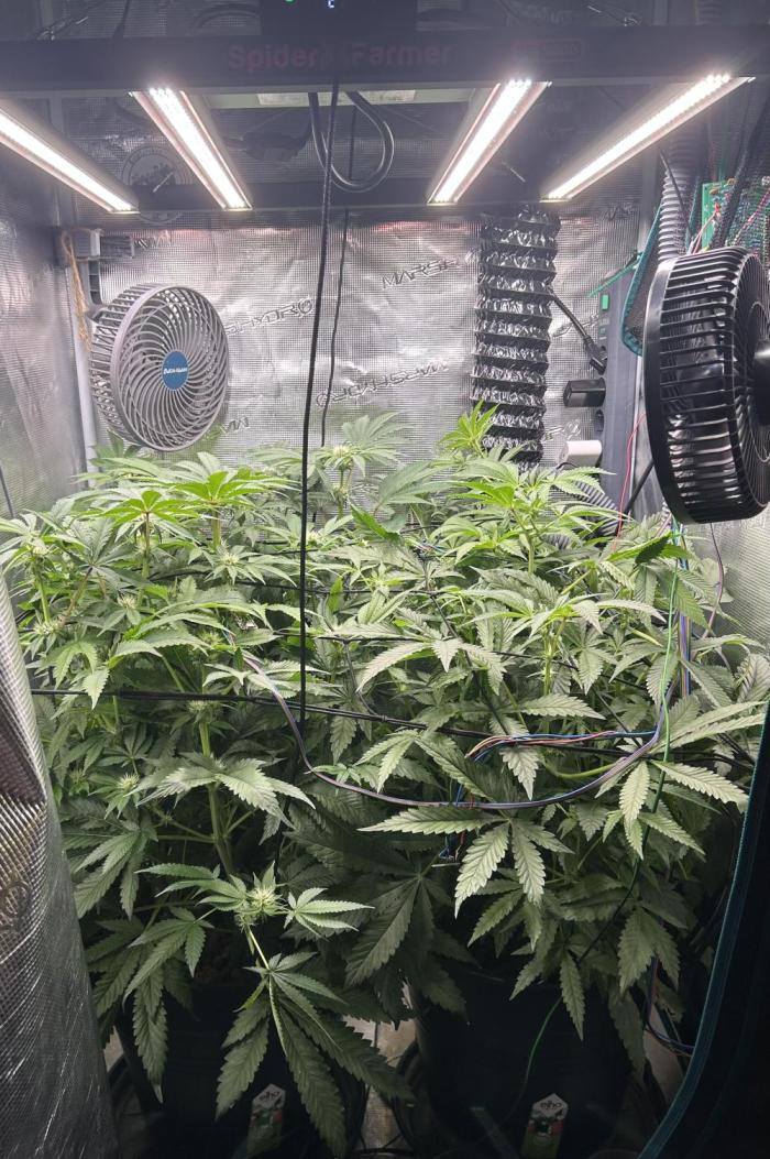 Purple Berry Muffinz - Indoor. Week 11