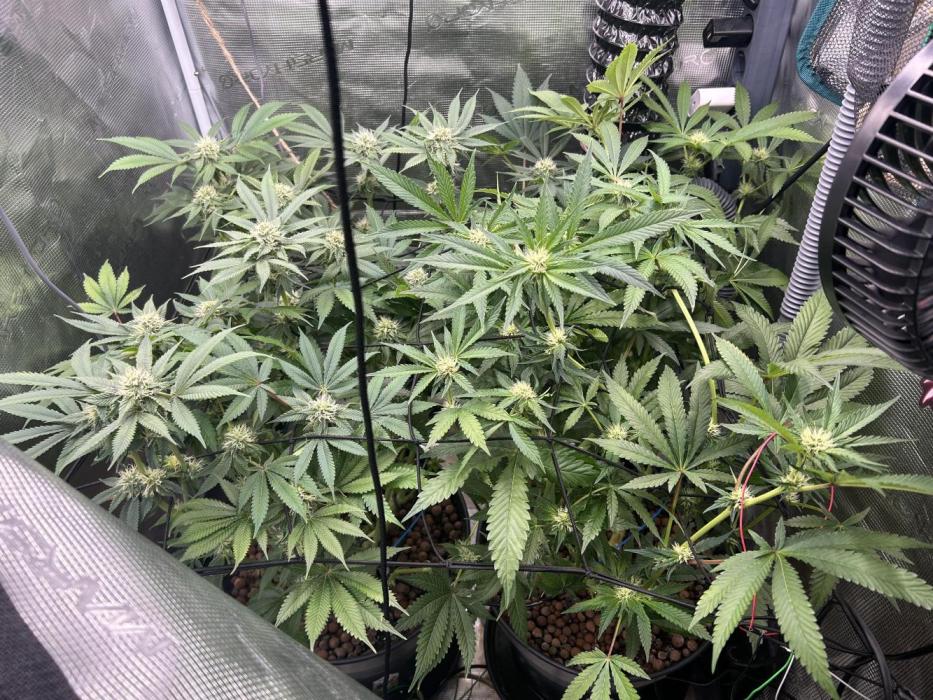 Purple Berry Muffinz - Indoor. Week 12