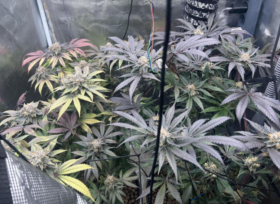 Purple Berry Muffinz - Indoor. Week 16 - Beautifully colored 