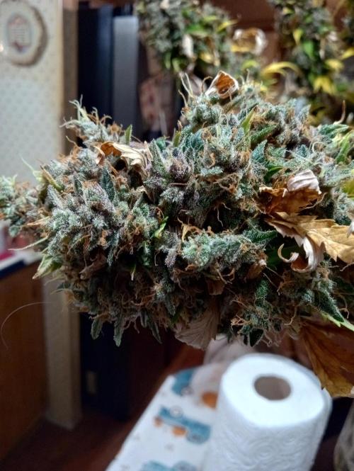 Gorilla cookies fast buds. Week 14