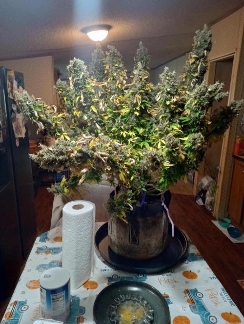 Gorilla cookies fast buds. Week 14