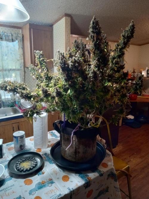 Gorilla cookies fast buds. Week 14