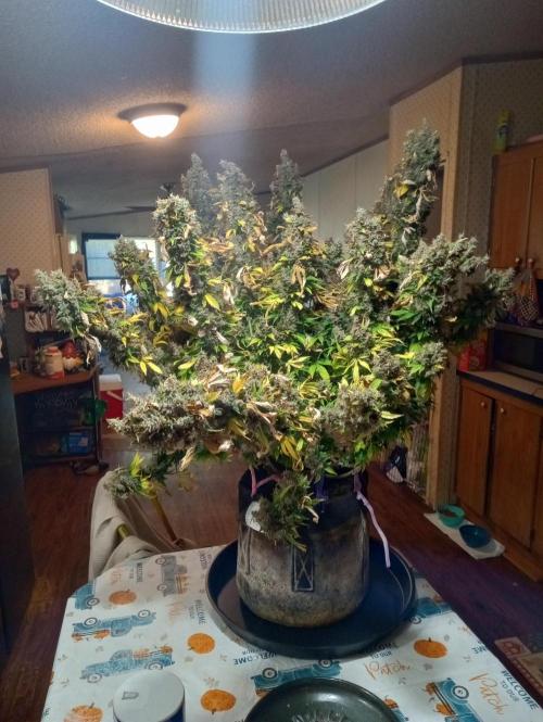 Gorilla cookies fast buds. Week 14