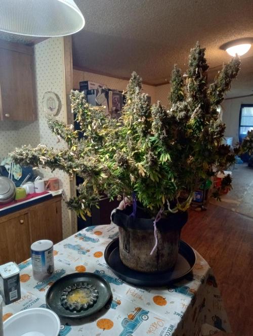 Gorilla cookies fast buds. Week 14