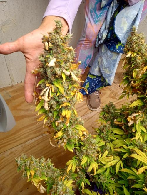 Gorilla cookies fast buds. Week 14