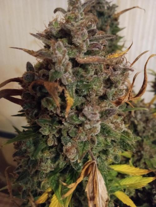 Titan RQS 1st Lst. Week 11