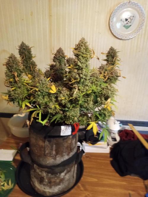 Titan RQS 1st Lst. Week 11