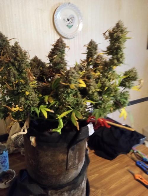 Titan RQS 1st Lst. Week 11