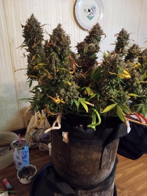 Titan RQS 1st Lst. Week 11