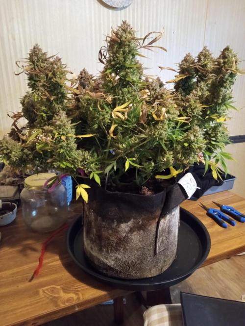 Titan RQS 1st Lst. Week 11