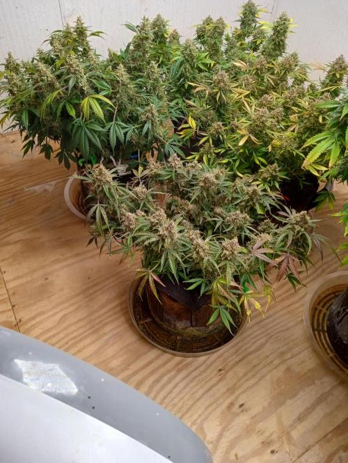 Titan RQS 1st Lst. Week 11