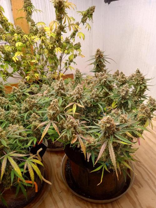 Titan RQS 1st Lst. Week 11