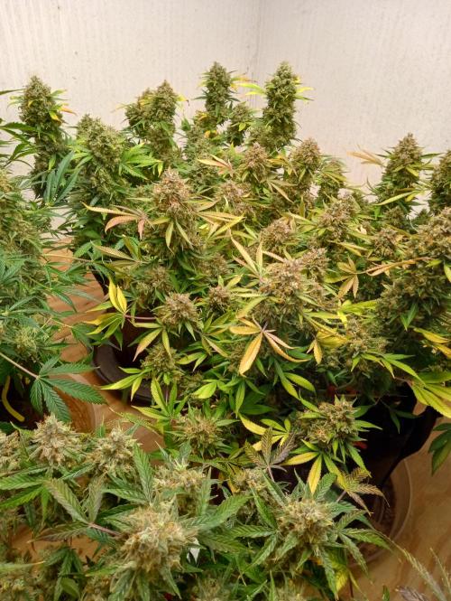 Titan RQS 1st Lst. Week 11