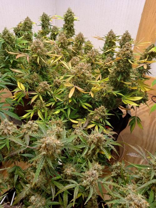 Titan RQS 1st Lst. Week 11