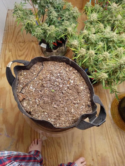 Shawn Burgundy Happy Bird seeds. Week 0
