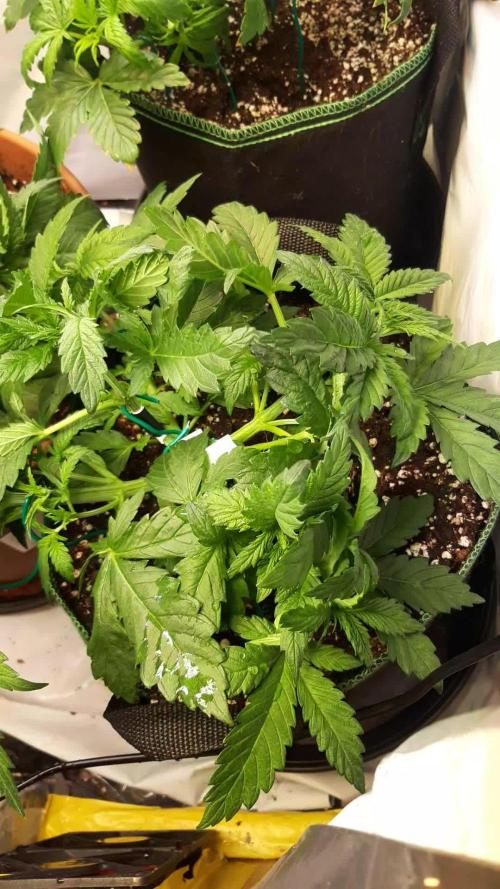 White Widow Topfgrößentest