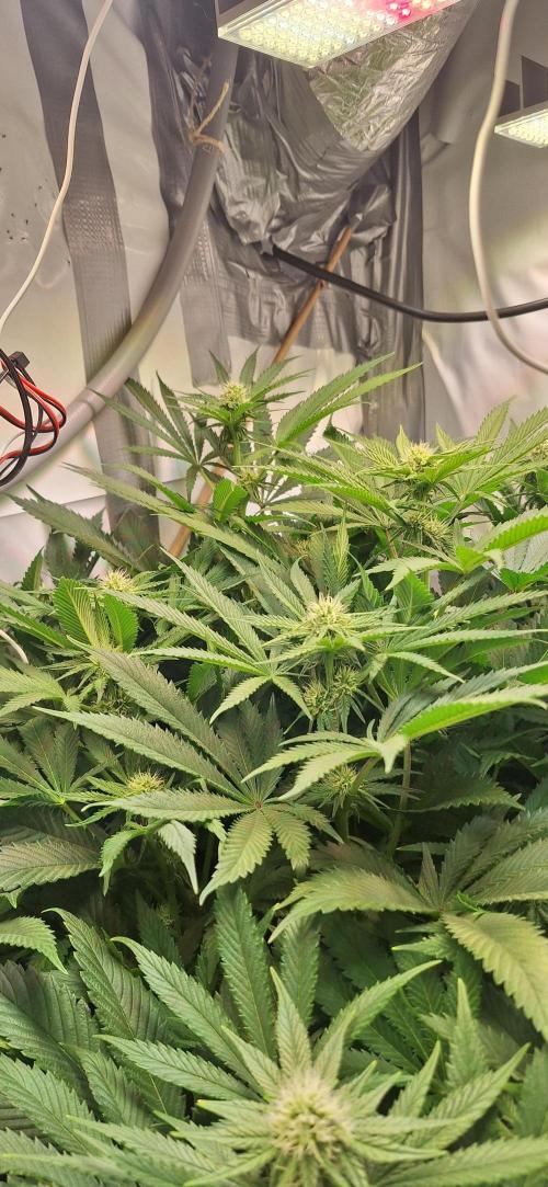 White Widow Topfgrößentest. Week 13