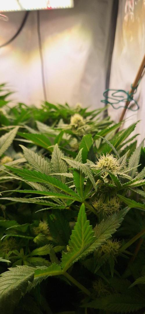 White Widow Topfgrößentest. Week 13