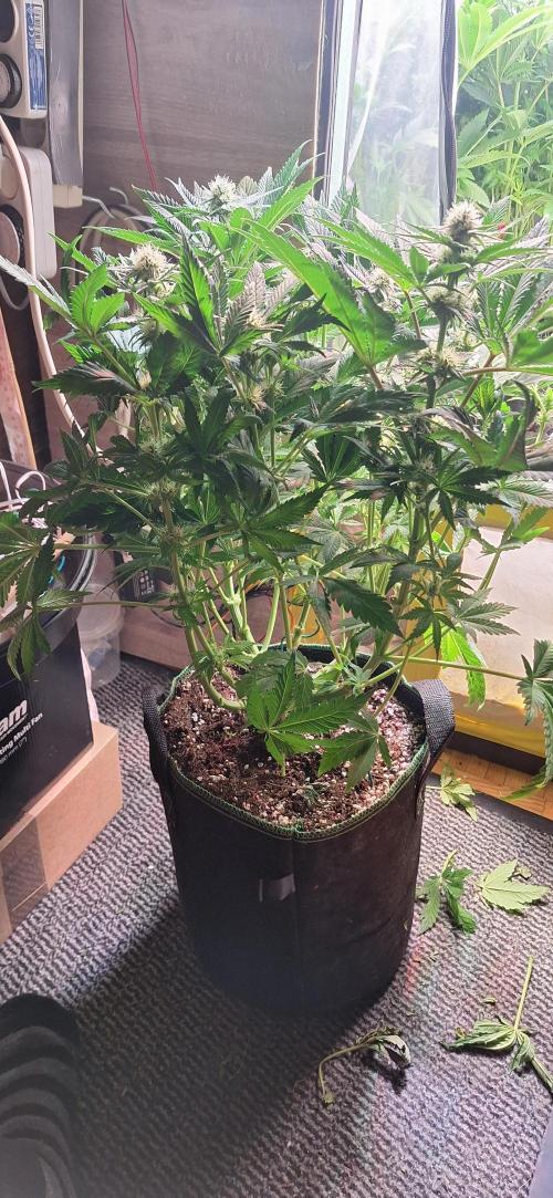 White Widow Topfgrößentest. Week 13