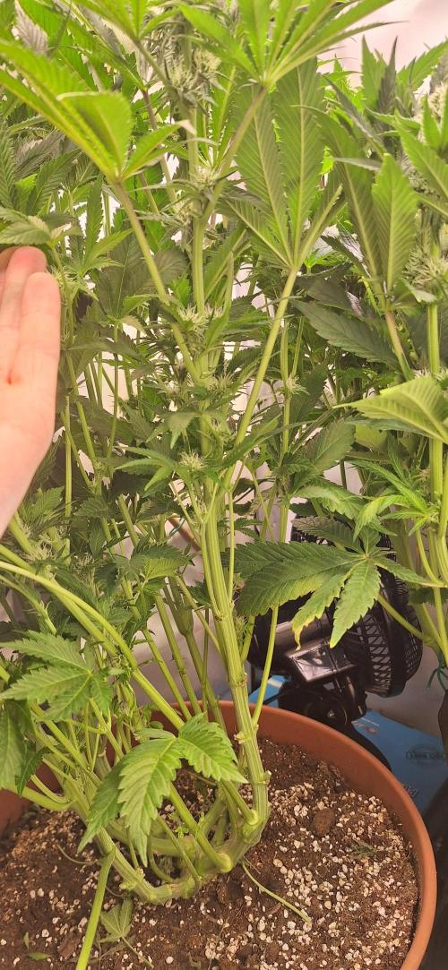 White Widow Topfgrößentest. Week 13