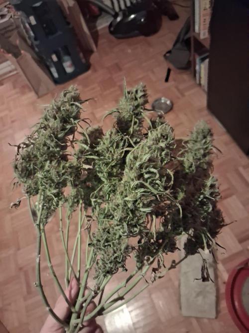 White Widow Auto. Week 9