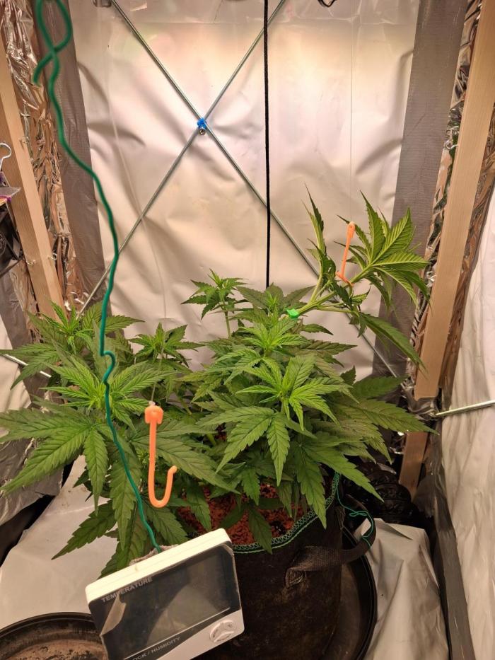 Northern Lights #1. Week 4