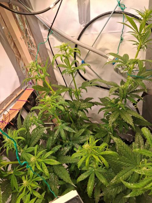 Northern Lights #1. Week 5