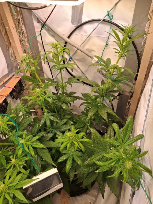 Northern Lights #1. Week 5