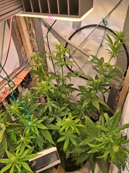 Northern Lights #1. Week 5