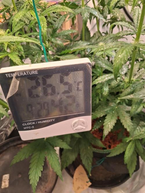 Northern Lights #1. Week 5
