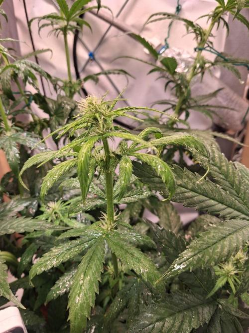 Northern Lights #1. Week 5