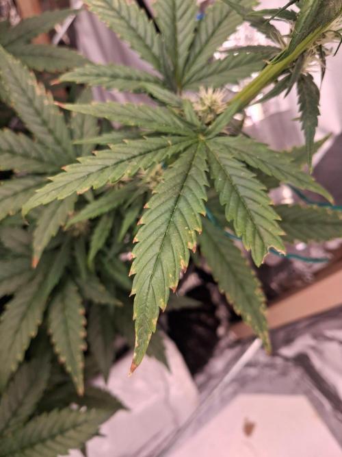Northern Lights #1. Week 6