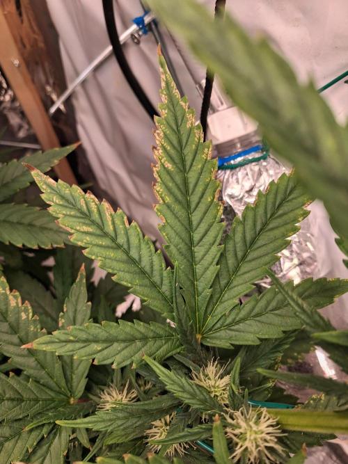Northern Lights #1. Week 6