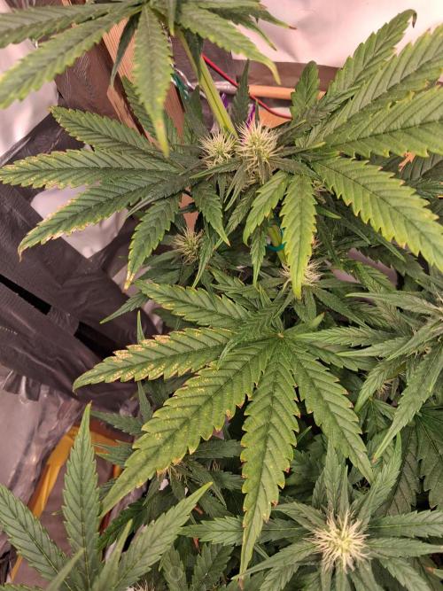 Northern Lights #1. Week 6