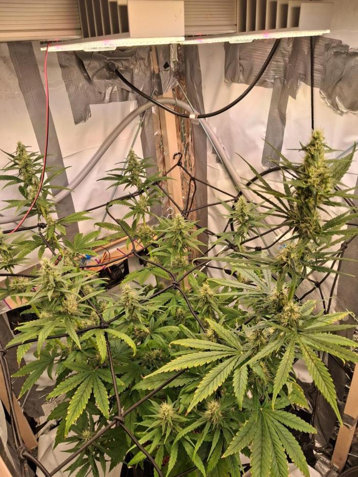 Northern Lights #1. Week 7