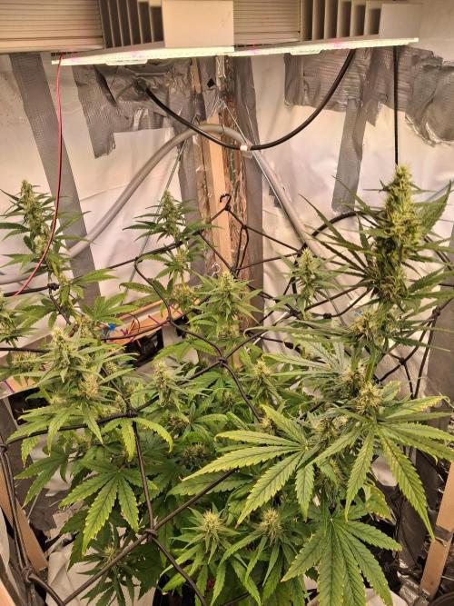 Northern Lights. Week 7