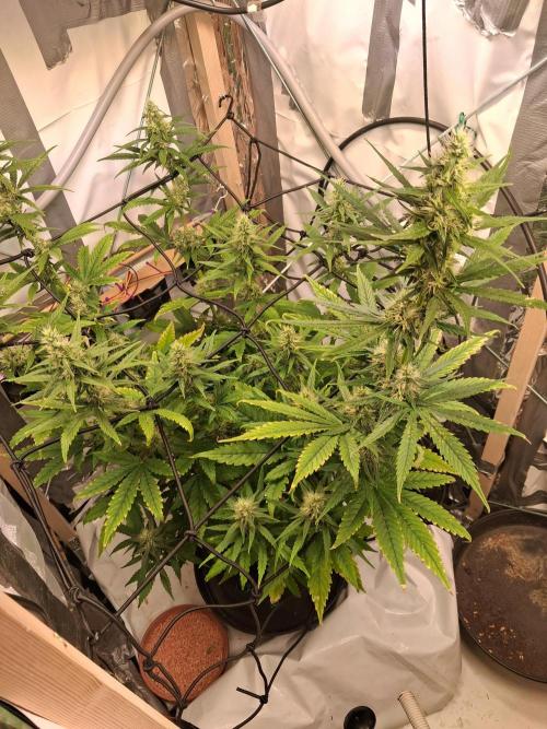 Northern Lights #1. Week 8