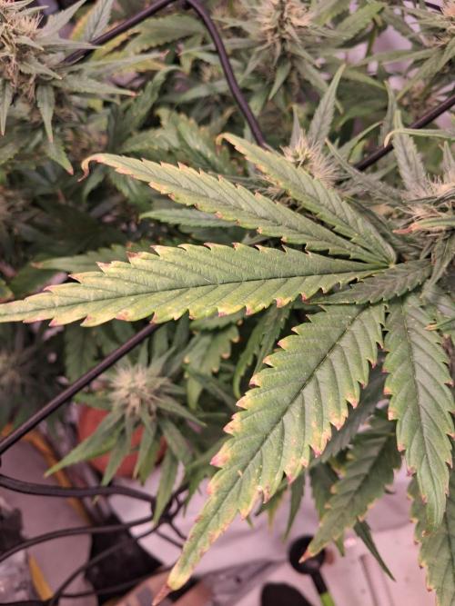 Northern Lights #1. Week 8