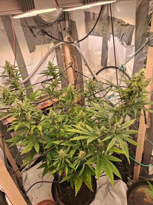 Northern Lights #1. Week 8