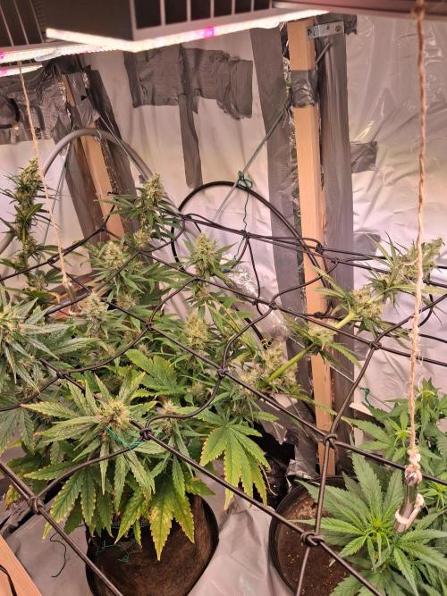 Northern Lights #1. Week 8